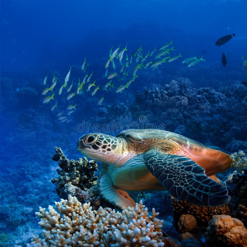 水下大海运的turle 免版税库存图片