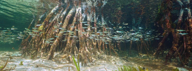 水下小鱼礁红树树根