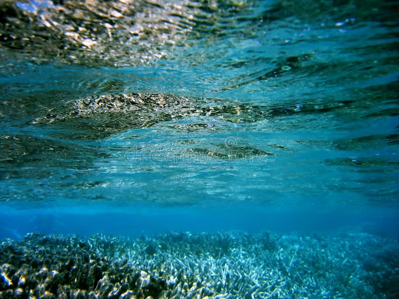 Underwater coral reef background, Big-Barrier Reef Australia. Underwater coral reef background, Big-Barrier Reef Australia