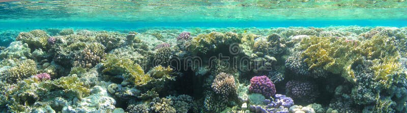 The underwater world, Red sea. The underwater world, Red sea