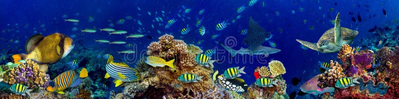 Underwater coral reef landscape in the deep blue ocean with colorful fish and marine life wide format panorama background wallpaper. Underwater coral reef landscape in the deep blue ocean with colorful fish and marine life wide format panorama background wallpaper