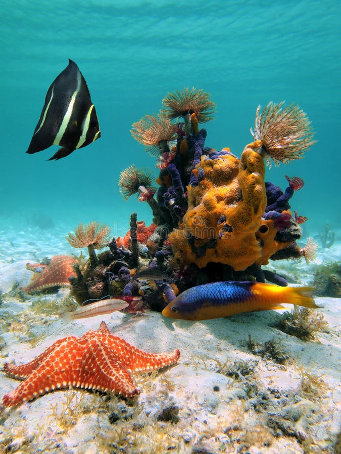 Shallow seabed in the Caribbean sea with tube worms, starfish,colorful sponges and fish. Shallow seabed in the Caribbean sea with tube worms, starfish,colorful sponges and fish