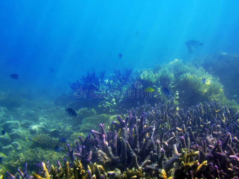 Underwater ocean background with corals in the Great Barrier Reef. Underwater ocean background with corals in the Great Barrier Reef.