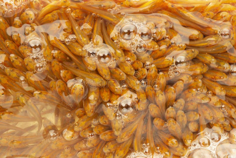 Small orange rice paddy fish gulping air due to low oxygen content of the water in flooded rice field habitats. Small orange rice paddy fish gulping air due to low oxygen content of the water in flooded rice field habitats