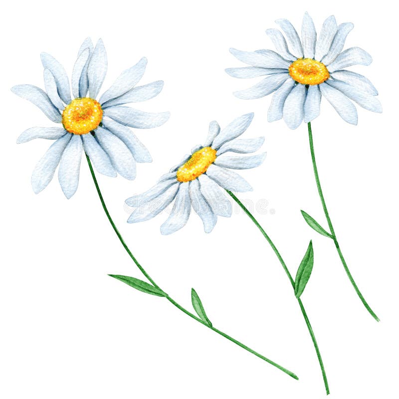 洋甘菊花水彩套装 皇族释放例证