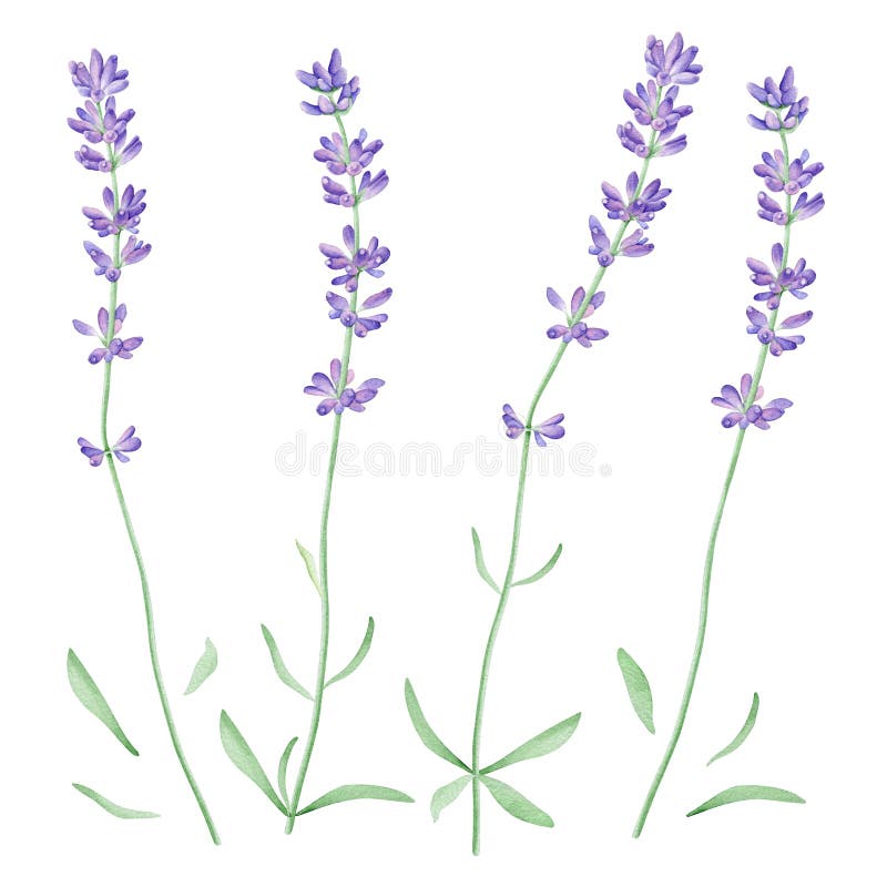 水彩薰衣草花 向量例证