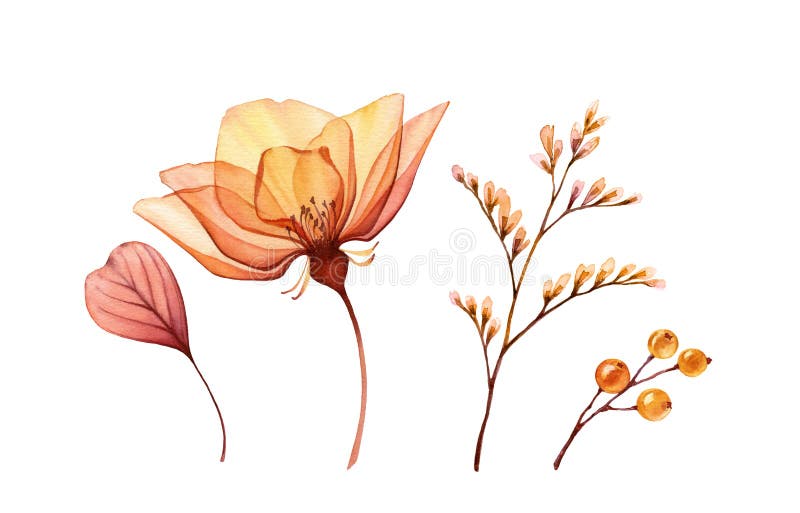 水彩花卉. 黄色透明玫瑰叶和浆果的收藏. 手绘隔离设计 向量例证
