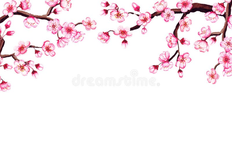 Watercolor floral sakura frame. Spring cherry blossom border, isolated on white. Watercolor floral sakura frame. Spring cherry blossom border, isolated on white