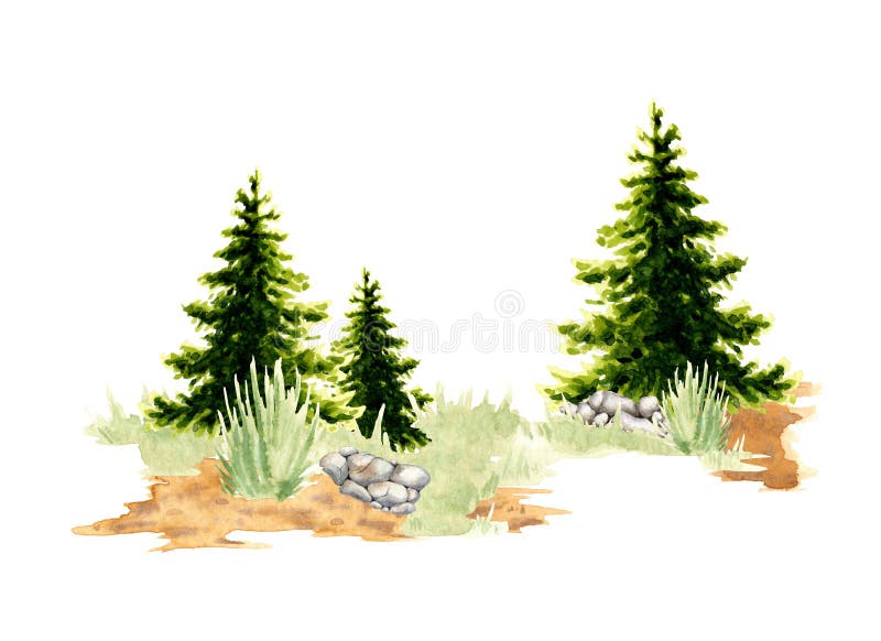 Spruce tree in a clearing in the forest element of the natural landscape. Forest wildlife scene with green grass, coniferous trees, spruce, spruce, pine, stones. For composing compositions on the theme of forest, tourism, travel. Spruce tree in a clearing in the forest element of the natural landscape. Forest wildlife scene with green grass, coniferous trees, spruce, spruce, pine, stones. For composing compositions on the theme of forest, tourism, travel