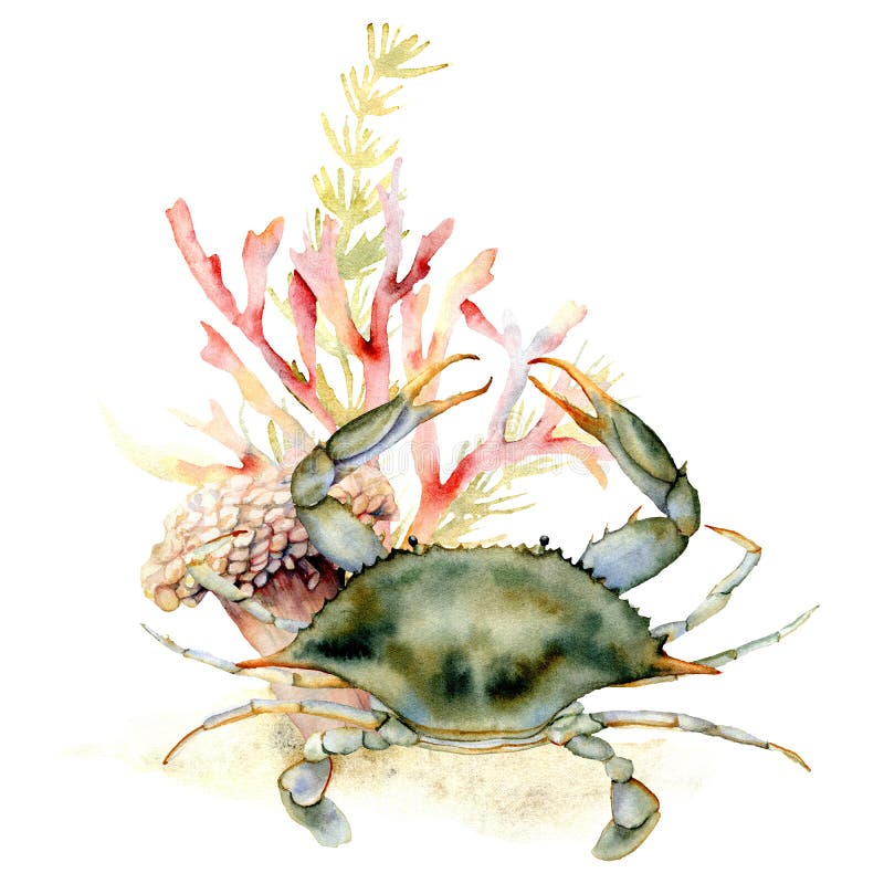 生物細密画（水彩）「ヒライソガニ」 だらし