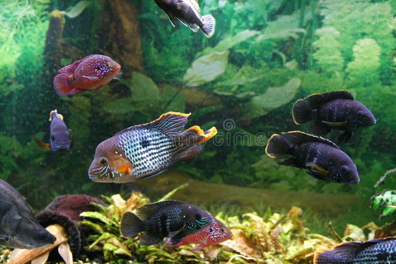 Color fishes in a aquarium. Color fishes in a aquarium