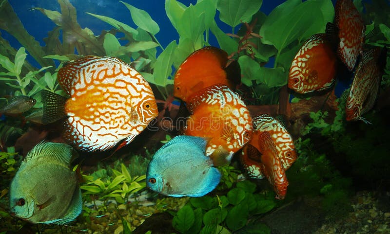 Exotic fish swim in aquarium. Exotic fish swim in aquarium