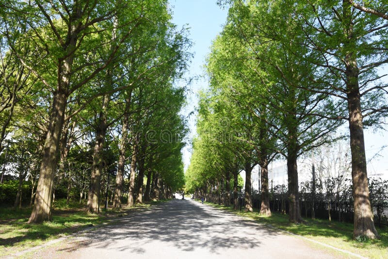 Metasequoia trunk and row of fresh green / Cupressaceae deciduous tall tree. Metasequoia trunk and row of fresh green / Cupressaceae deciduous tall tree