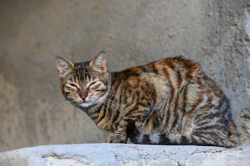 水泥墙背景的斑马猫 库存图片