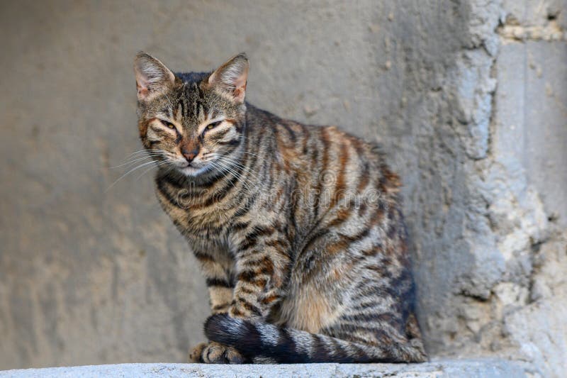 水泥墙背景的流浪猫 库存照片