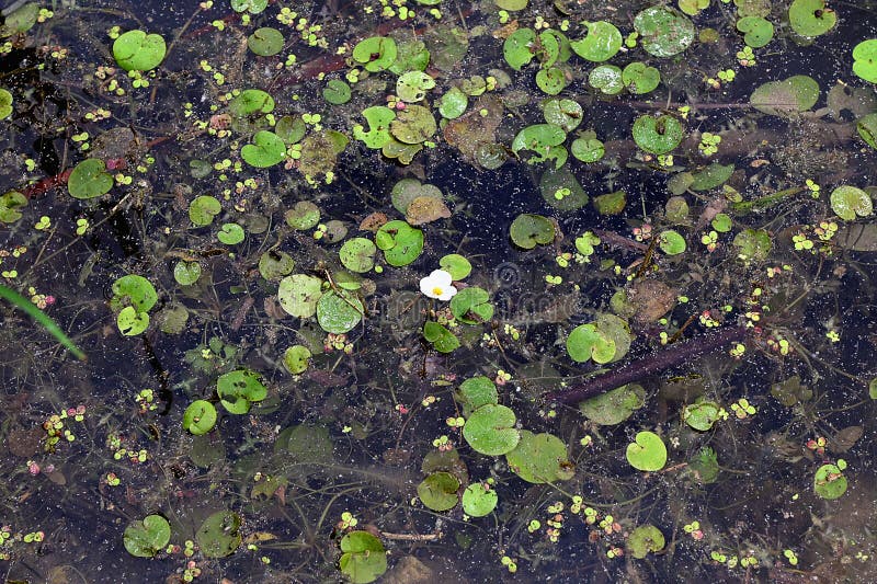 水生植物丝孢(Hydrocharis morsusranae)生长在池塘中 免版税库存照片