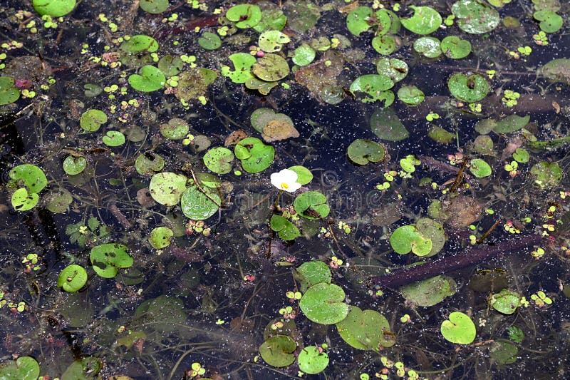水生植物丝孢(Hydrocharis morsusranae)生长在池塘中 免版税库存图片