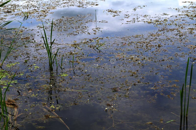 水生植物丝孢(Hydrocharis morsusranae)生长在池塘中 免版税库存图片