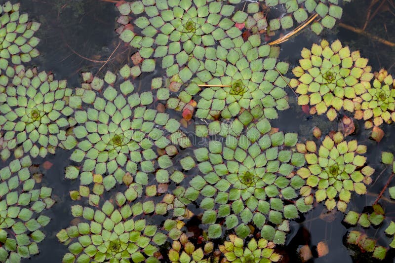 水生植物柳黄花叶的俯视 图库摄影