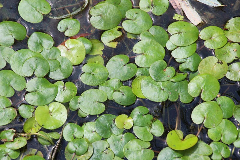 水生植物水生藻生长在池塘中 免版税图库摄影