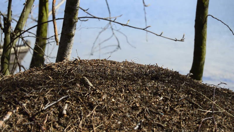 水背景下冬眠后春季蚁类. 关注安希尔 股票录像
