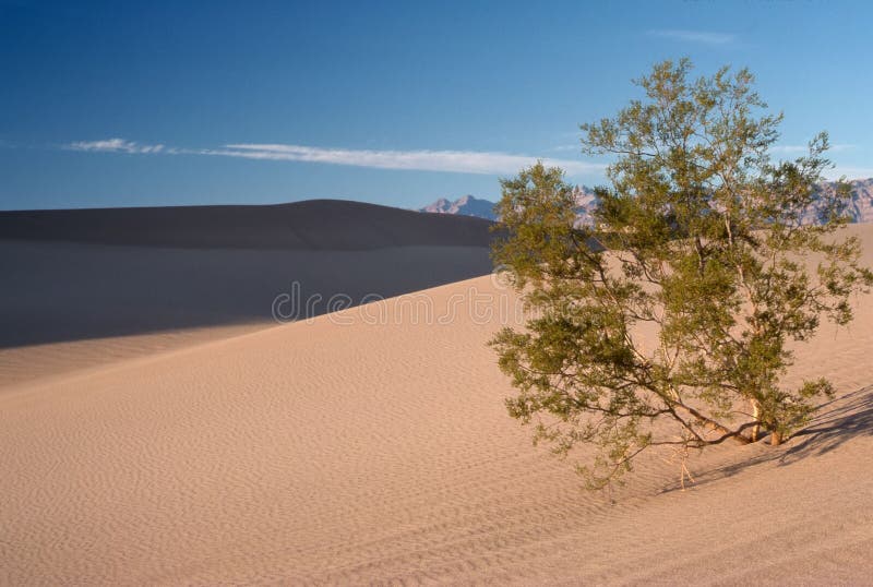 沙丘豆科灌木沙子结构树