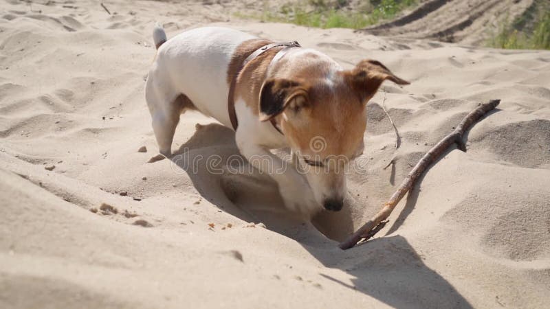 沙中玩木棍的风趣酷狗. 杰克·罗素·泰瑞享受夏日