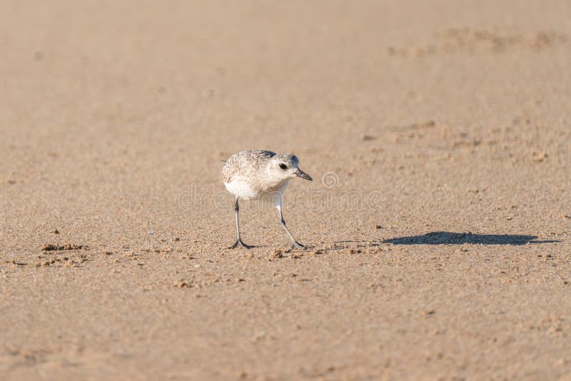沙滩上斑驳的小鸟. 瓜达卢佩尼波马杜纳野生动物保护区