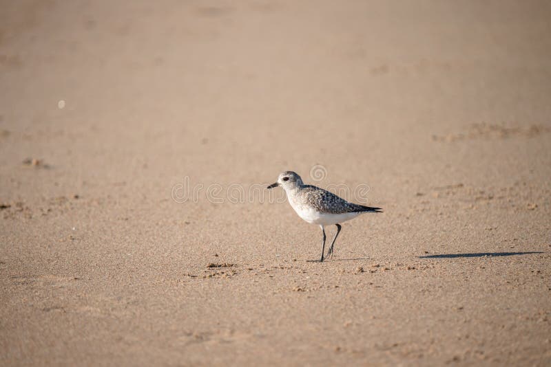 沙滩上斑驳的小鸟. 瓜达卢佩尼波马杜纳野生动物保护区