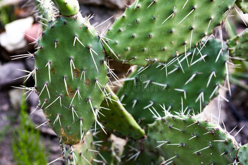 Desert plant opuntia monacantha with needles is close, mexico, green, flora, natural, grow, background, nature, outdoor, garden, season, lighting, growing, botanical, deciduous, seasonal, gardening, botany, ornamental. Desert plant opuntia monacantha with needles is close, mexico, green, flora, natural, grow, background, nature, outdoor, garden, season, lighting, growing, botanical, deciduous, seasonal, gardening, botany, ornamental