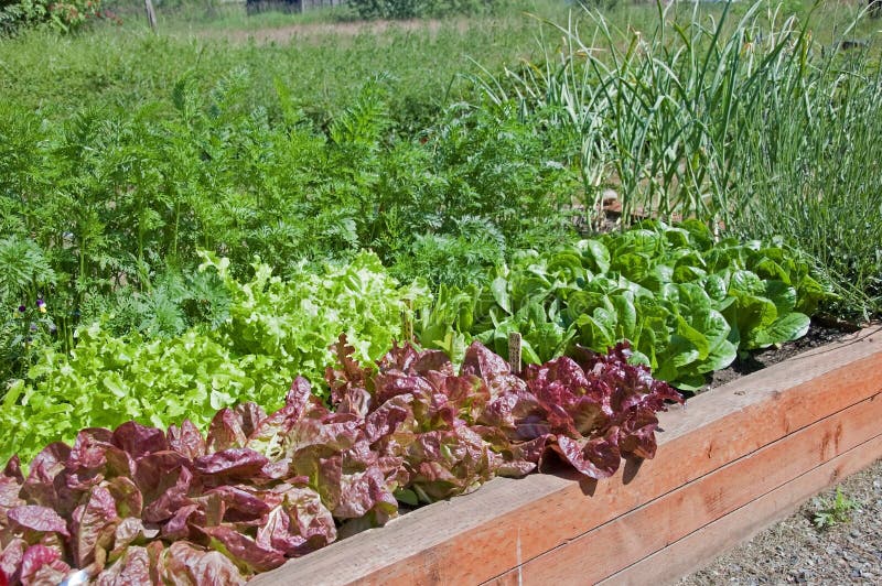 This organic raised bed lettuce garden shows red and green lettuce, also some carrots and garlic for a fresh, home grown gardening delight. This organic raised bed lettuce garden shows red and green lettuce, also some carrots and garlic for a fresh, home grown gardening delight.