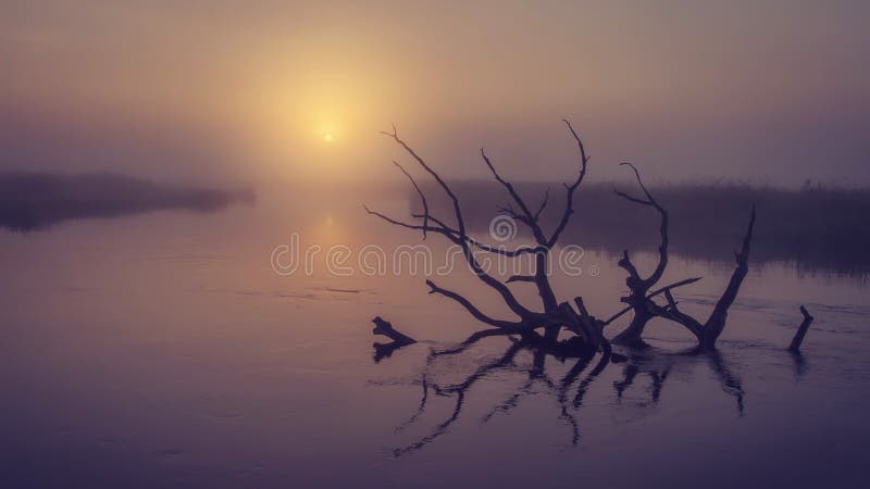 河风景早晨有薄雾的日出的 老干燥树在早有雾的黎明的水中 风景的河