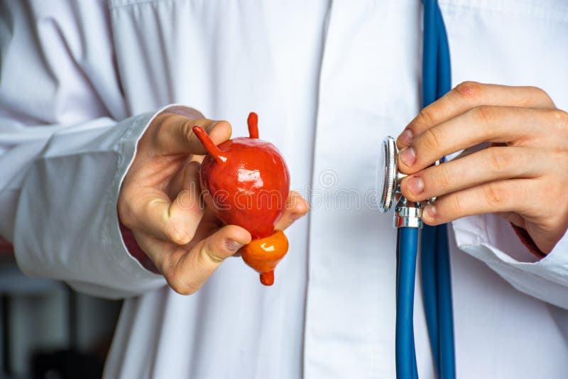 泌尿科诊断概念图 医生手持前列腺型人膀胱模型及其他听诊器 免版税库存照片
