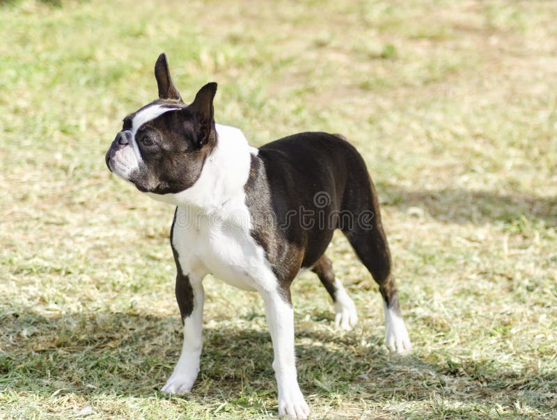 A small, young, beautiful, black and white Boston Terrier dog standing on the lawn, aka Boston Bull. Boston Terriers are highly intelligent and easily trainable. A small, young, beautiful, black and white Boston Terrier dog standing on the lawn, aka Boston Bull. Boston Terriers are highly intelligent and easily trainable.