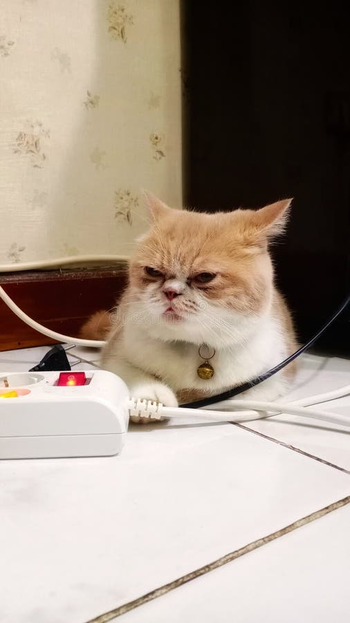 波斯猫喜欢用愤怒的长相玩有线电视，谁不喜欢禁止不播放有线电视 免版税库存图片