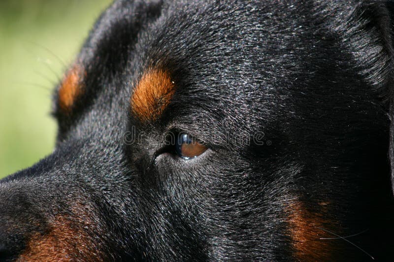 Profil of purebred mastiff rottweiler: dangerous watching dog. Profil of purebred mastiff rottweiler: dangerous watching dog