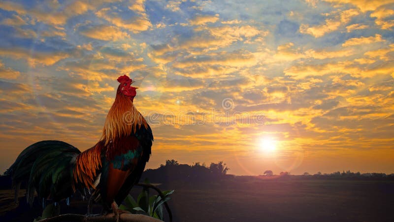 Rooster crowing in the morning with sunrise. Rooster crowing in the morning with sunrise