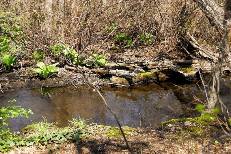 Photo of a Stream. Photo of a Stream