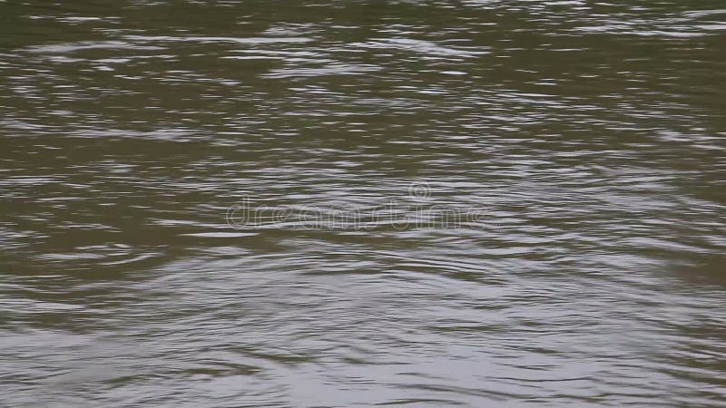 水流动，漂浮在河