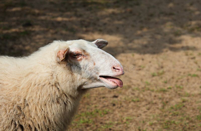 Bleating indicates unrest, hunger or thirst. It is the best way for sheep to communicate. Bleating indicates unrest, hunger or thirst. It is the best way for sheep to communicate.