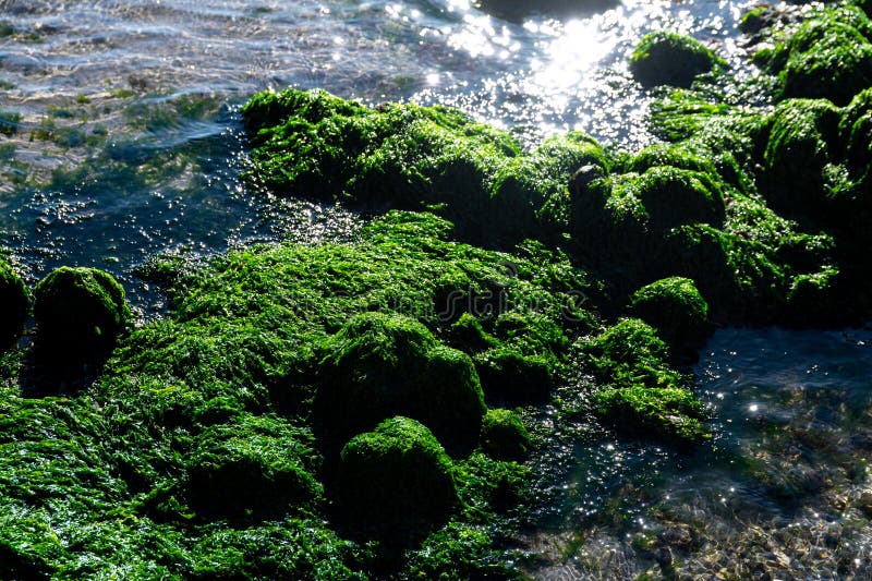 Cabo de Gata, Almeria - Spain - 01-23-2024: nlight sparkles on green seaweed and clear water over coastal rocks. Cabo de Gata, Almeria - Spain - 01-23-2024: nlight sparkles on green seaweed and clear water over coastal rocks