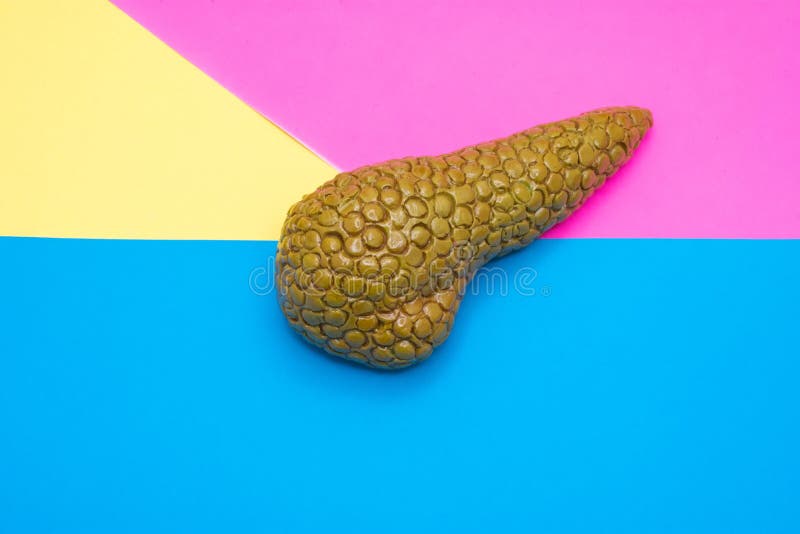 人类胰腺的逼真模型，位于粉色、黄色和蓝色多彩背景的中央 免版税图库摄影