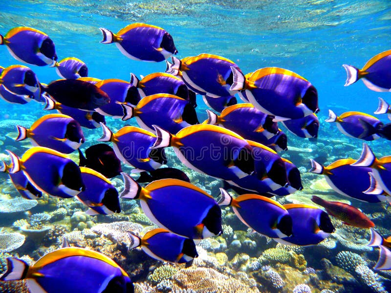 A school of surgeon fish in Laamu Island, Maldives. A school of surgeon fish in Laamu Island, Maldives