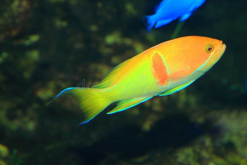 Sea goldie (Pseudanthias squamipinnis) in Japan. Sea goldie (Pseudanthias squamipinnis) in Japan