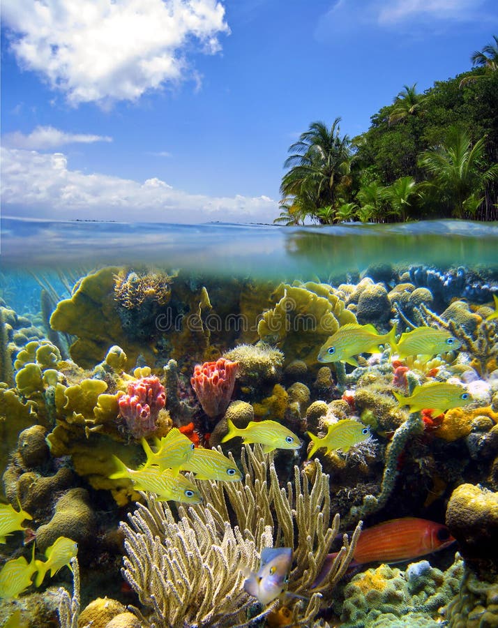 Underwater scene with island in Panama. Underwater scene with island in Panama