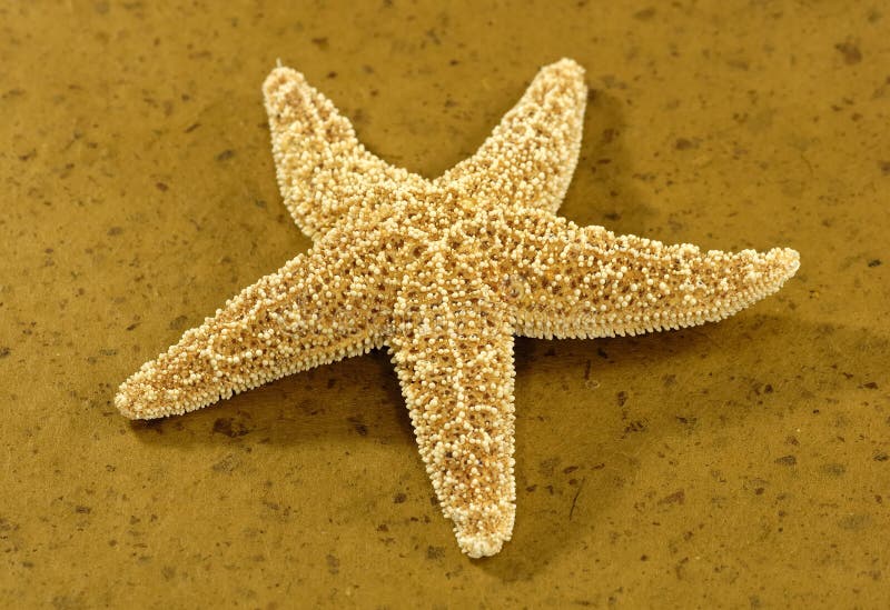 海星 库存照片