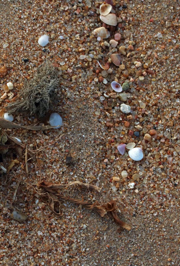 海滩上的粗糙海沙，小贝壳和海藻片. 库存照片