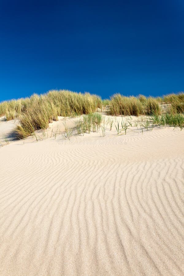 海滩草沙丘荷兰沙子