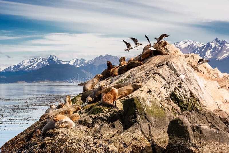 海狮和Albatros在isla在小猎犬渠道在乌斯怀亚附近 图库摄影