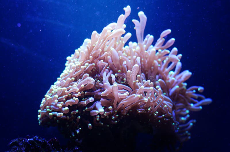 海葵在水族馆中深蓝水 热带海洋生物背景 免版税库存图片 海葵在水族馆中深蓝水 热带海洋生物背景 免版税库存图片